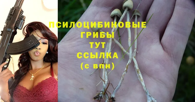 закладка  Белая Калитва  Псилоцибиновые грибы Psilocybine cubensis 